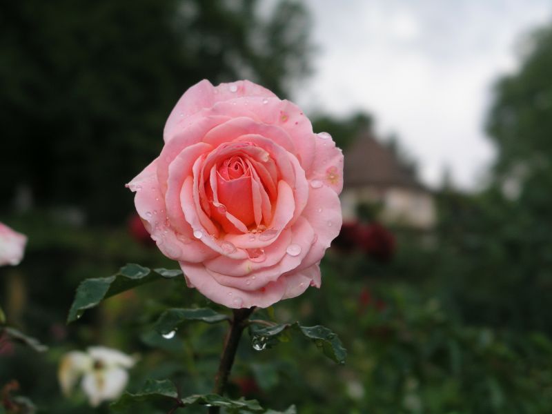 Rose von der Blumeninsel Mainau