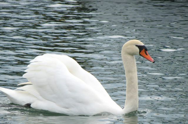 Konstanzer Bucht - Konstanz am Bodensee