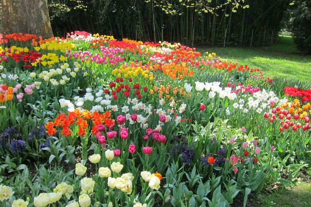 Blumeninsel Mainau im Bodensee