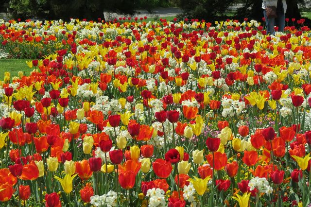 Blumeninsel Mainau im Bodensee