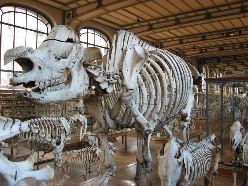 Paris, MNHN, La galerie d'Anatomie comparée