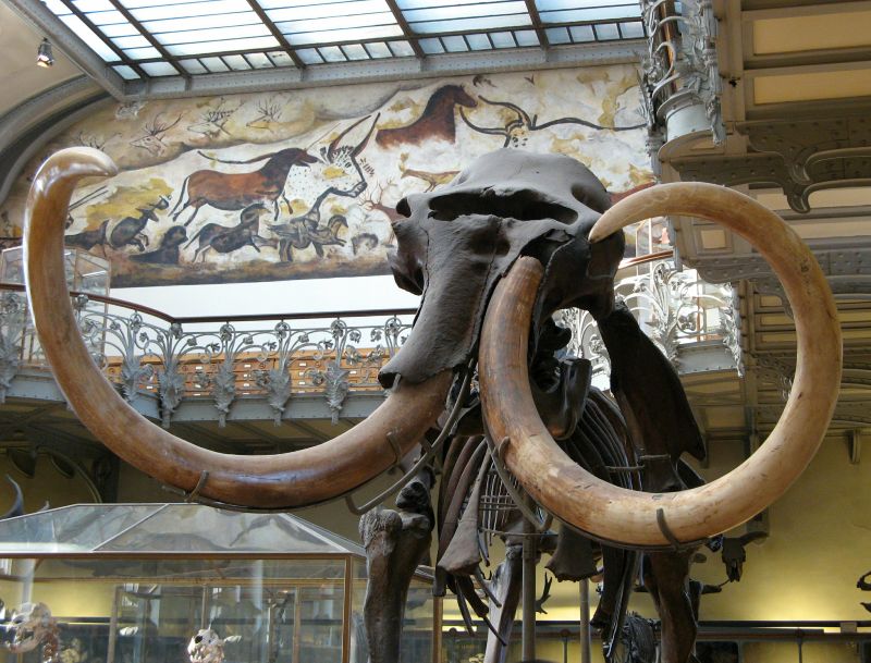 Paris, MNHN, La galerie de Paléontologie