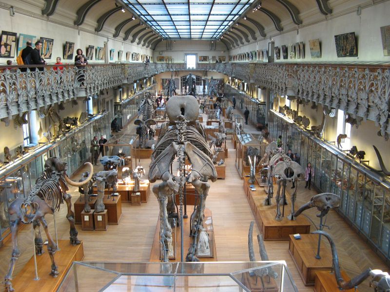 Paris, MNHN, La galerie de Paléontologie
