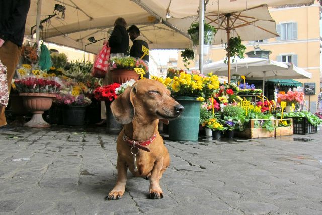 Roma - Campo de Fiori