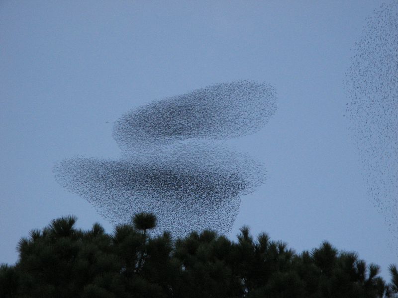 Faszinierendes Schauspiel jeden Abend: Tausende von Starenvögel aus ganz Europa ziehen in Wolken über Rom