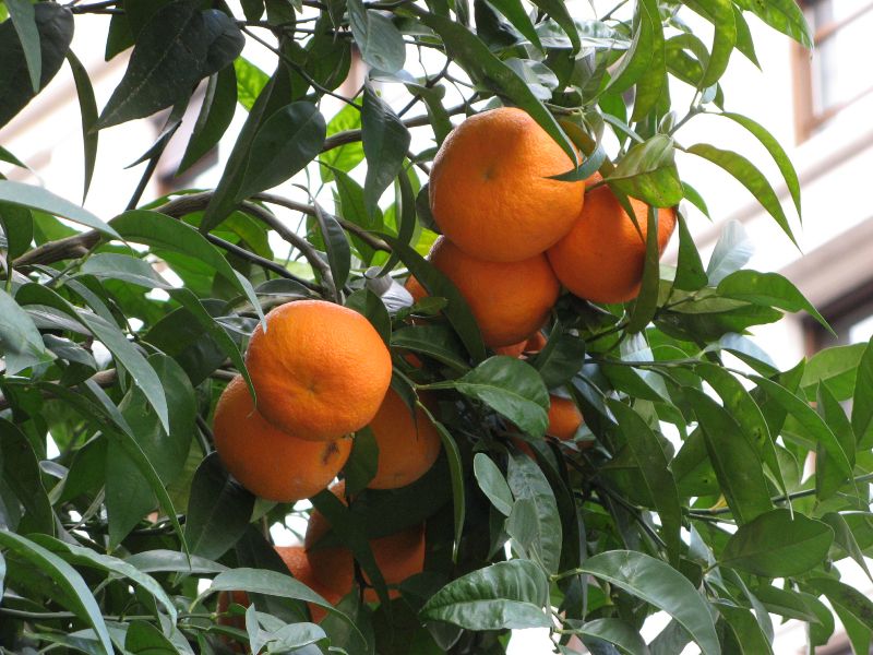 Orangenbäume in der Via Barberini in Rom