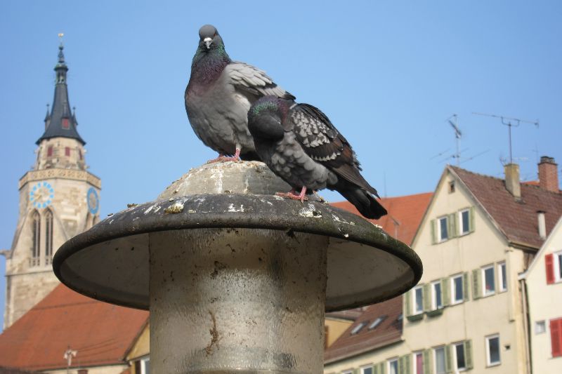 Tübingen 2015