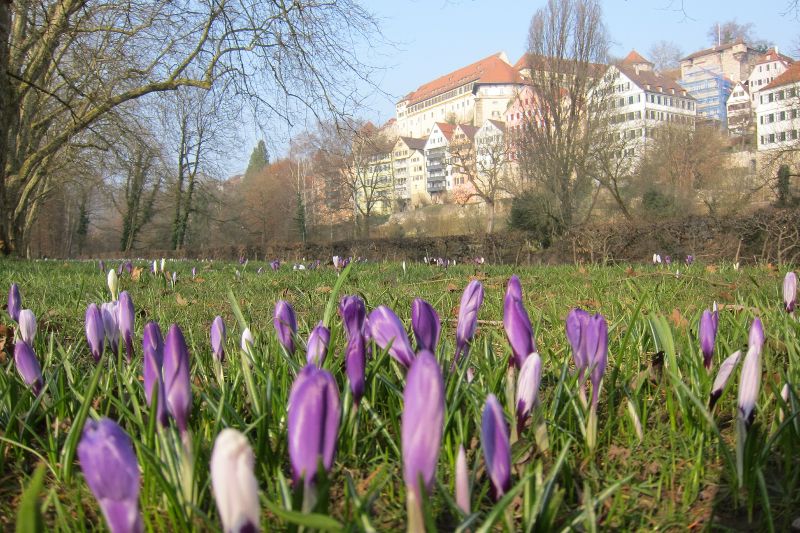 Tübingen 2015