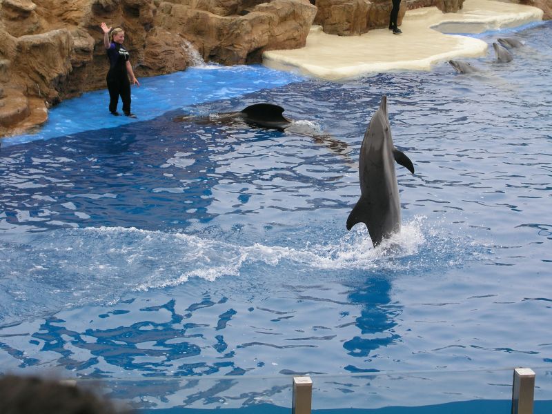 Sea World Delphin Show